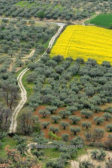 olive grove lurs graphic